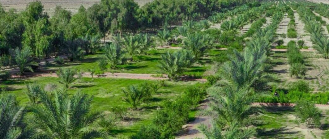 فوائده بيئية واقتصادية… حزام كربلاء الأخضر بين حلم إكماله ومخاوف إهماله