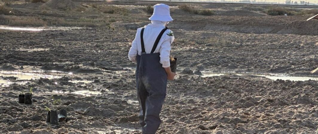 دنيا صفاء .. حكاية تنبت تحت شجرة المانغروف