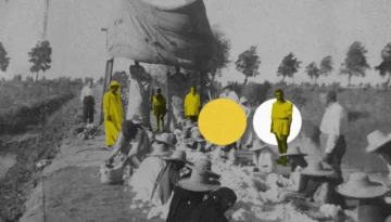 القطن المصري