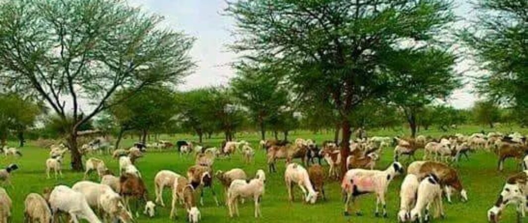 السودان.. ثروة حيوانية في مواجهة الرصاص